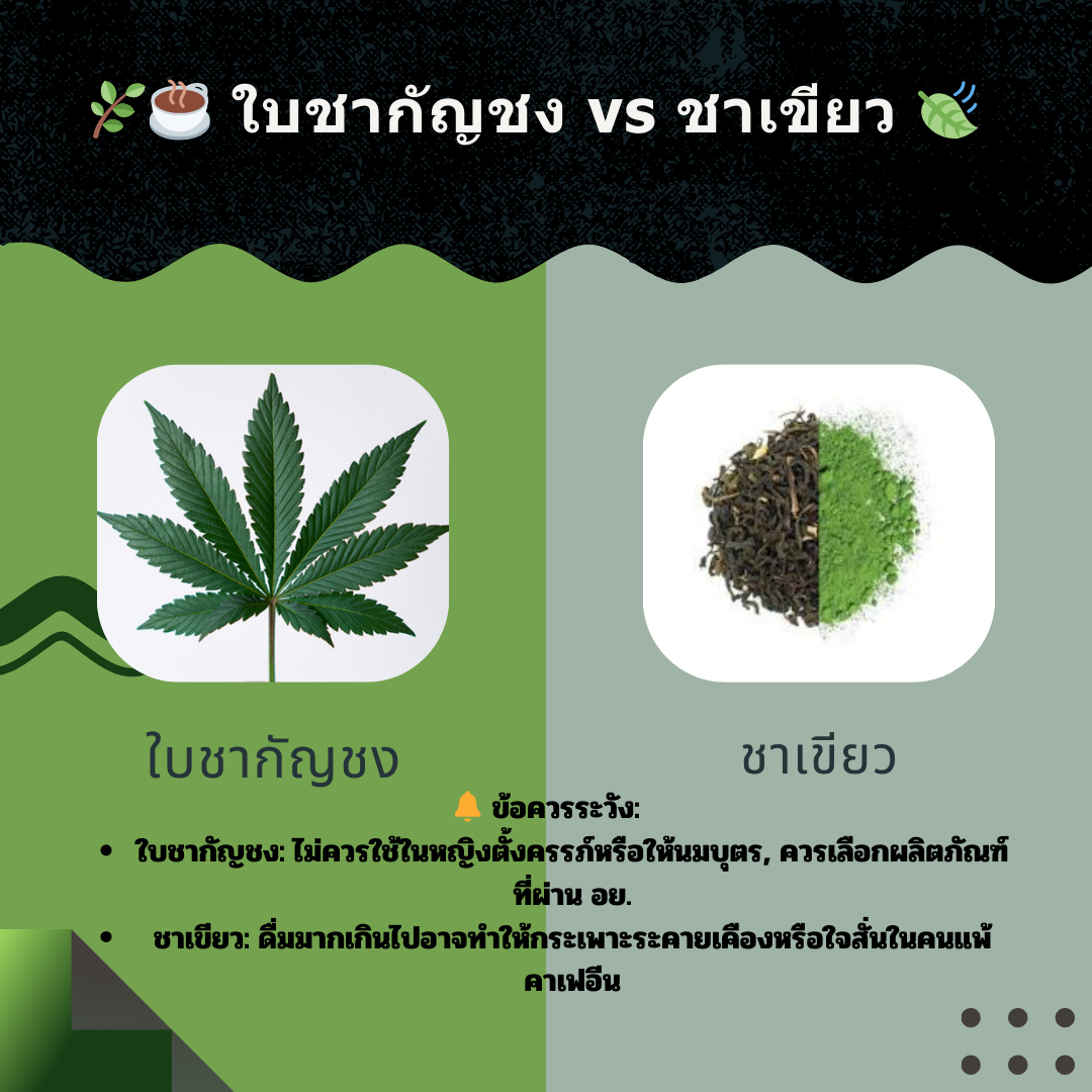 🌿☕ ใบชากัญชง vs ชาเขียว 🍃